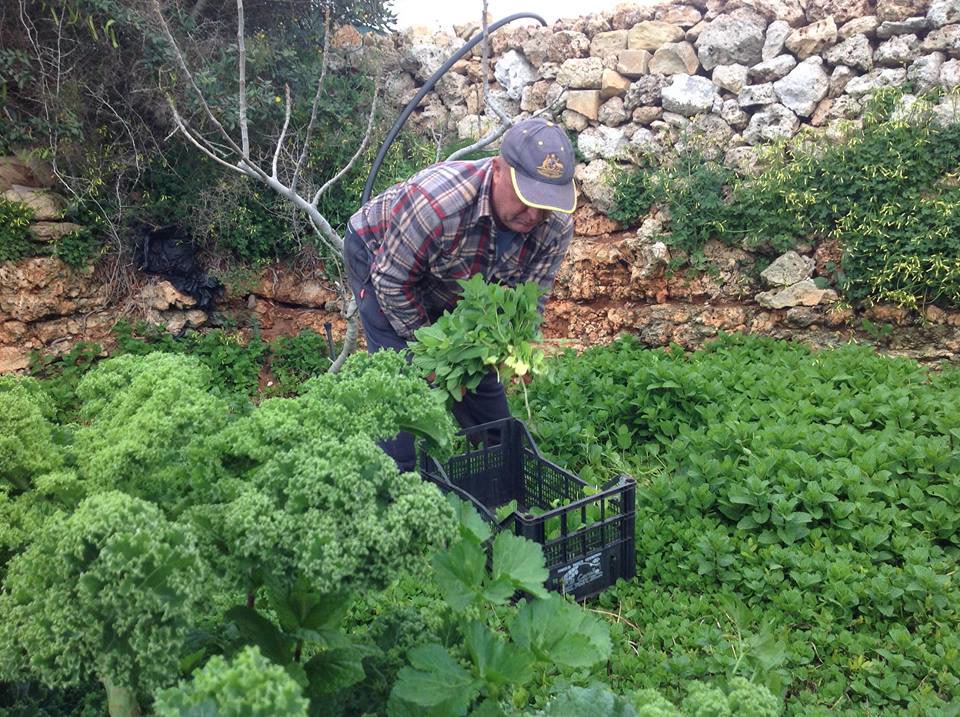 Augustine harvesting fresh greens at his farm in Mġarr