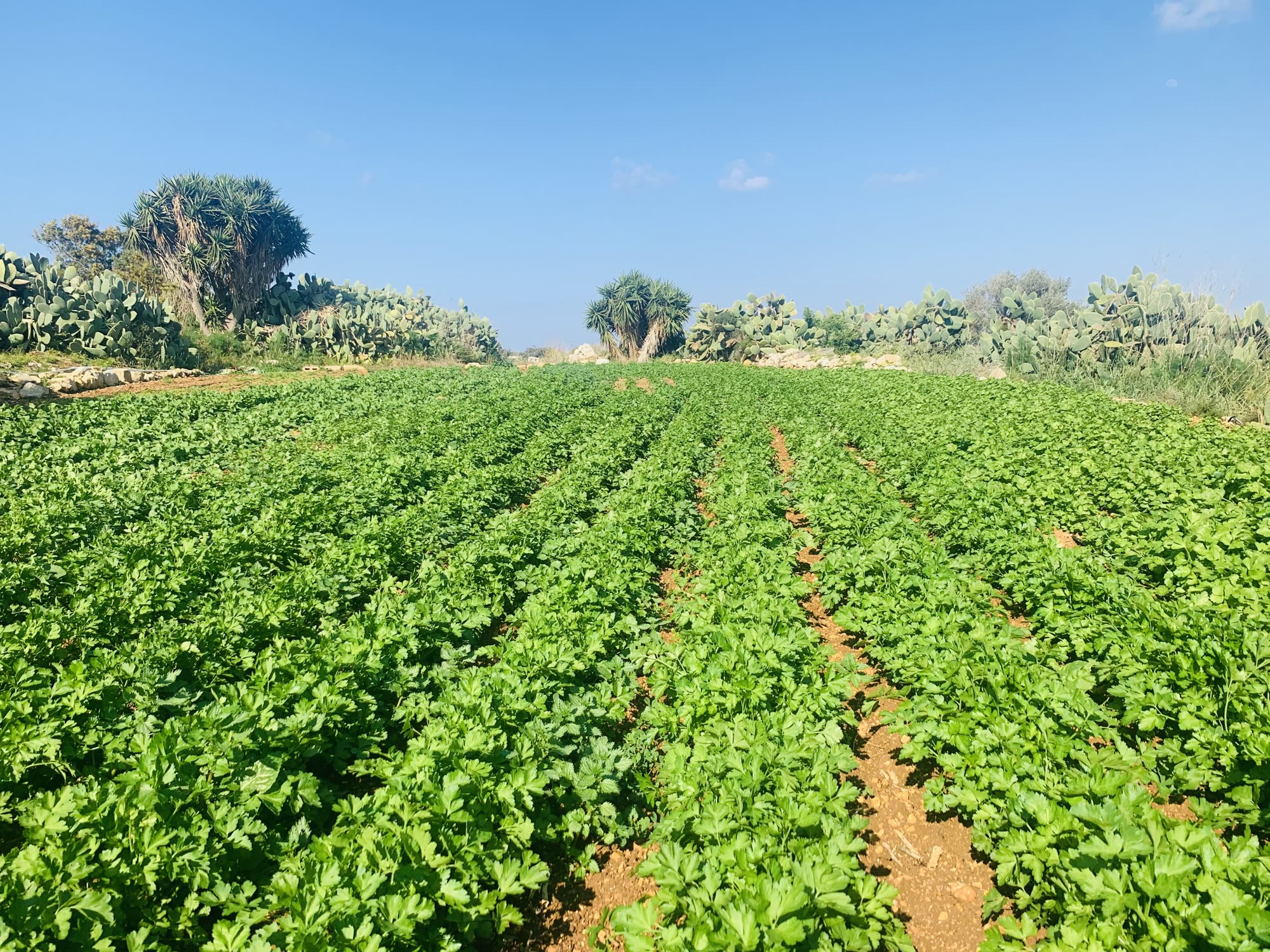 Green crop field at Augustine's farm in Mġarr