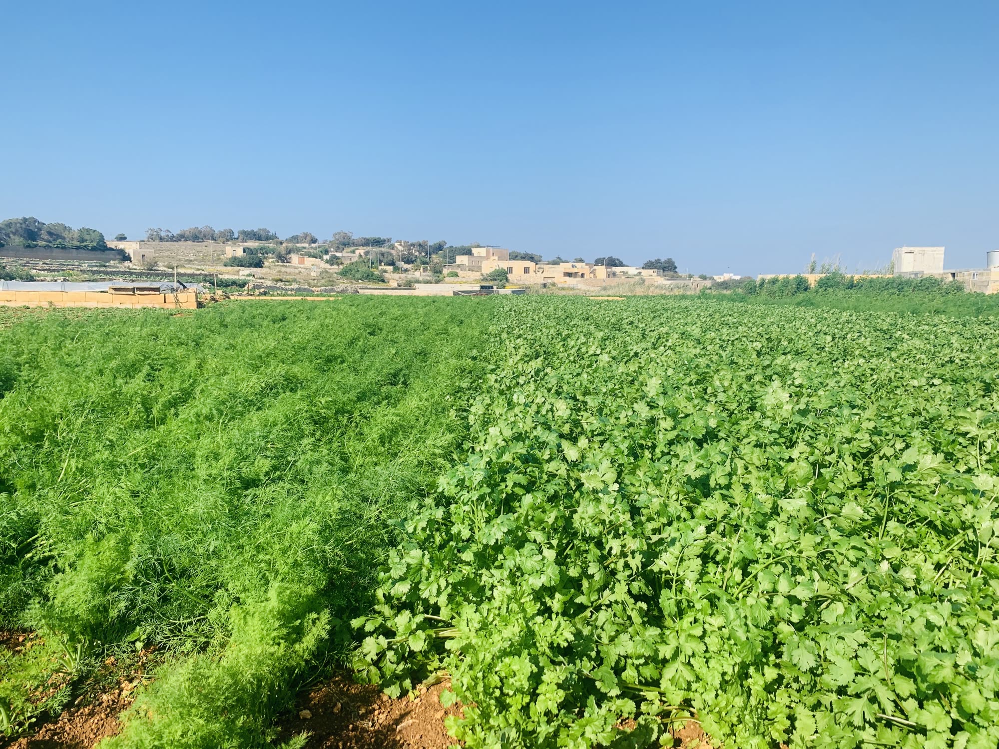 Fresh herbs and vegetables growing in fields in Mġarr