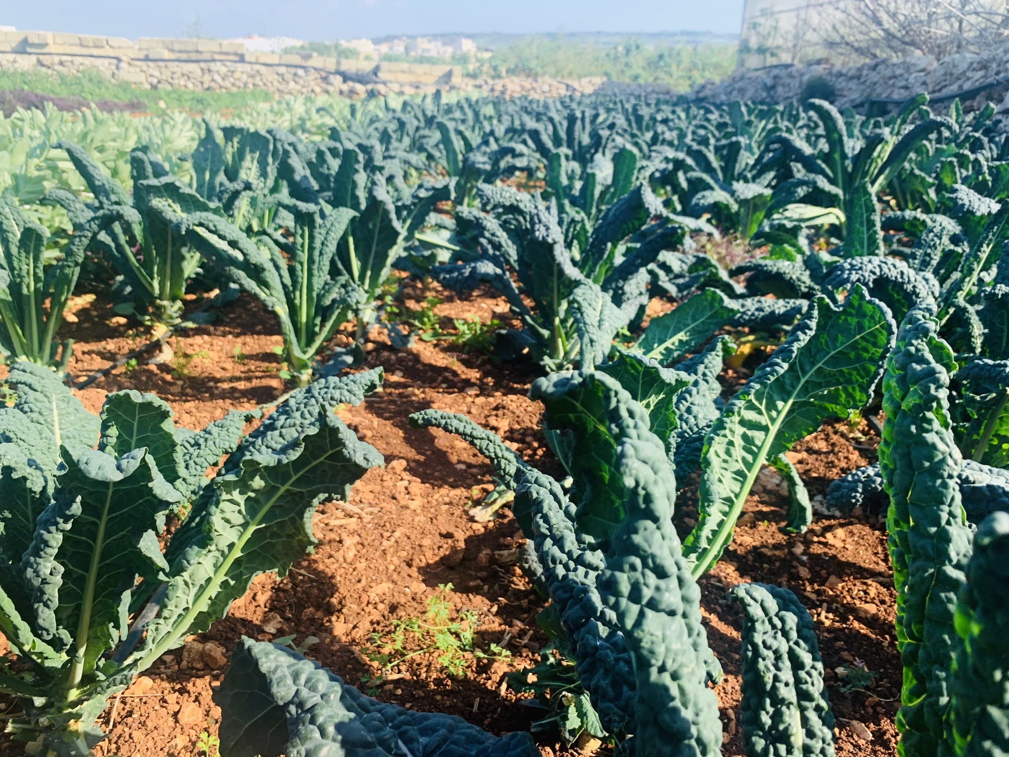 Rows of kale growing at Augustine's farm in Mġarr