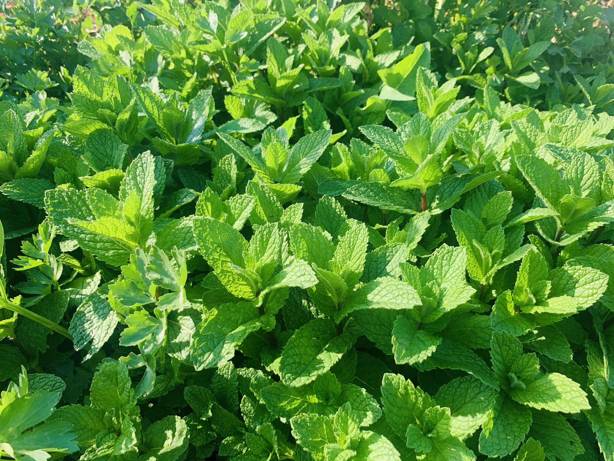 Fresh mint growing at Augustine's farm in Mġarr