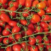 Plum Cherry Tomatoes