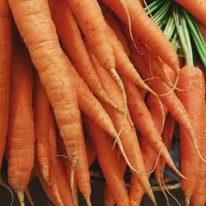 Carrots – local