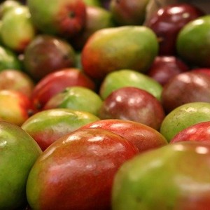 Mango (Kent variety) by Air