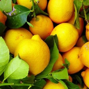 Lemons – local