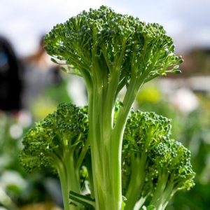 Broccoli Stems