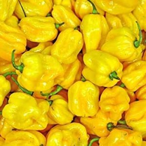 Yellow Habanero Pepper
